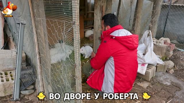 Содержание кур в домашних условиях и других птиц во дворе у Роберта 🐣🐤🦆🐔🪿🦃 (55)