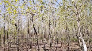 Платан кленолистный (Platanus) h 3-4 м, d 1-2 см, ком, шт и  d 2,5-3,5см, ком, ш ,) h 4-5м, d 3,5-5с
