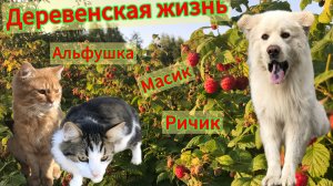 Деревенская жизнь Альфушки, Масика, Ричика ❤️🐈🐈🐕 😻