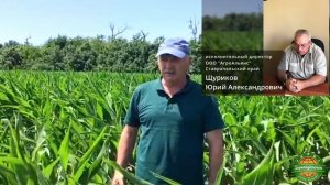 Гербицид Корнкордия, МД в посевах кукурузы