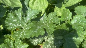 Наконец-то пришло тепло! Все тронулось в рост! На картошку напала фитофтора.