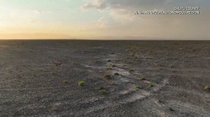 🦌Газели в пустыне Гоби