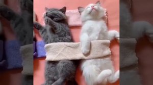 sleep sweetl