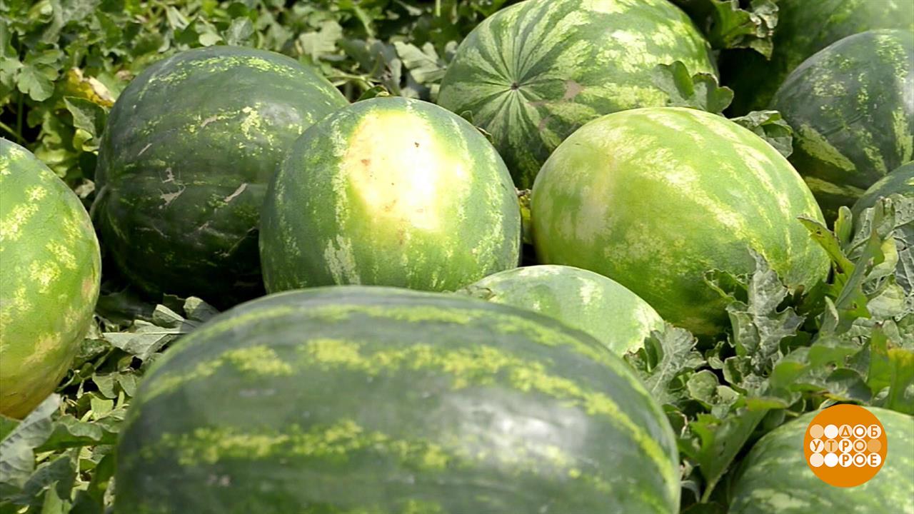 Арбузы: вести с бахчей. Доброе утро. Фрагмент выпуска от 16.07.2025