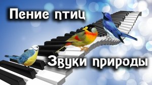 Звуки природы - Голоса птиц - Лечебная музыка леса - релакс