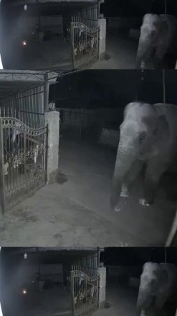 Открывайте ворота, слон пришел в гости!