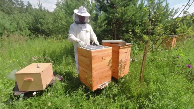 Мои пчёлы довольны! Расширяю ульи и ухаживаю за семьями