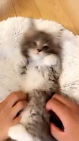 stroking a kitten