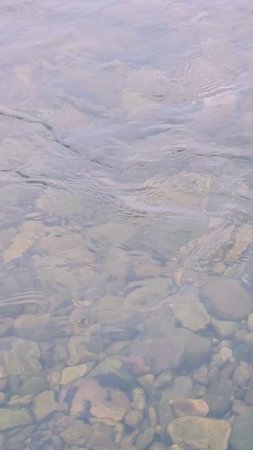 16 июля уже пошли горбыли, рыбы зомби!👀🎣🐟 #nastikae #fishing #горбуша