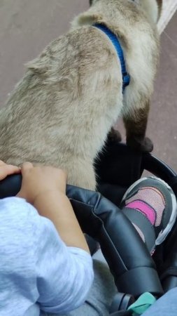 Как мы гуляем с котом