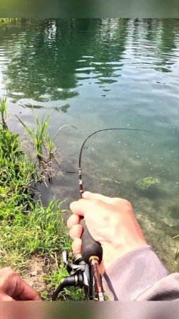 Timon futten JACKALL #jackall #fishing #форель #norstream #new #спиннинг