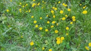 Непридуманная жизнь.