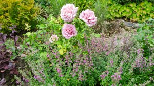 Цветет дубровник, ещё цветут розы, с чем сочетаю лилейники, планирую пересадки в саду 15.07.2025.