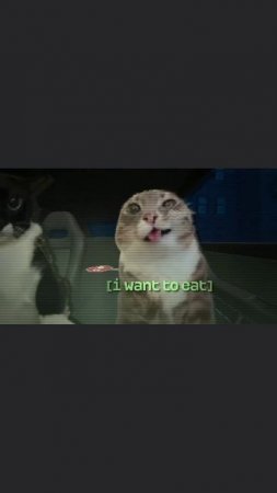 котитзе