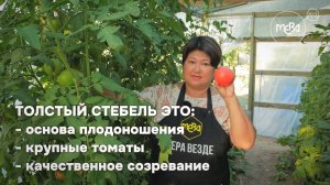 От чего зависит урожаность томатов? Стебель - один и важных органов и транспортная система томатов.