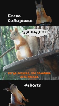 Белка в середине лета