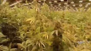 Нелегальный мигрант устроил мега-плантацию конопли в здании бывшей школы-интерната в Кузбассе.