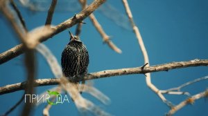 Скворец, Sturnus vulgaris