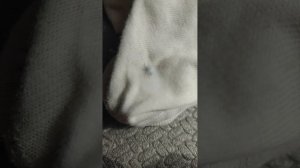 пауки и их рождение