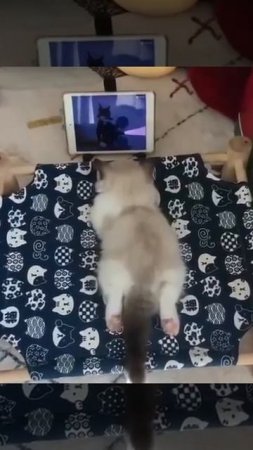 The cat is watching the tom and Jerry cartoon