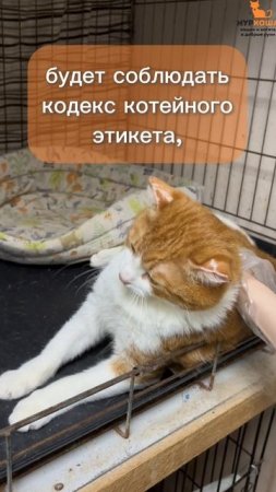 Янгон ждёт вас в приюте #Муркоша