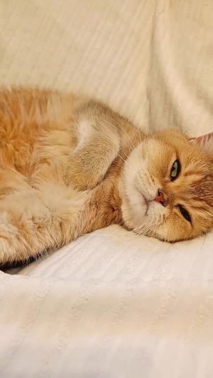 Мне нужно отдонуть #cat #коттоша #котики #кот #cutecat #кошки