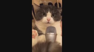 Смешные Коты #22
