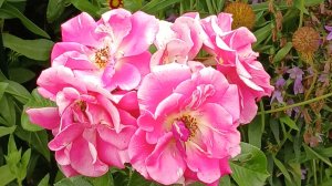 Поездка и ух ты красивые цветы 👍🌺🌺#цветы #дача