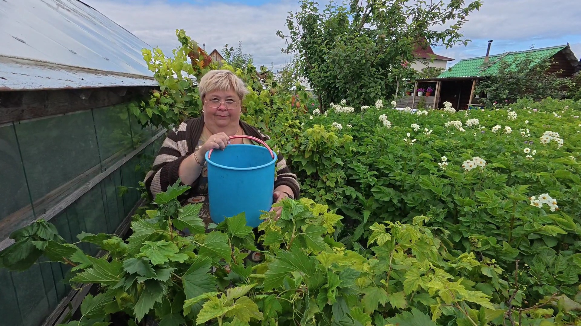 Дачные дела/ собираю смородину/ нам привезли землю/