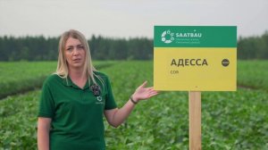 Выбираем новые сорта сои SAATBAU. 
И все они начинаются на букву «А» 😊