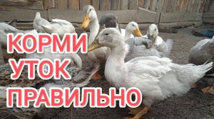 Не вздумай перекармливать этой травой уток и гусей