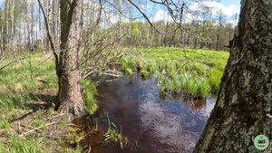 Правый берег реки Чёрная близ Тупицыно