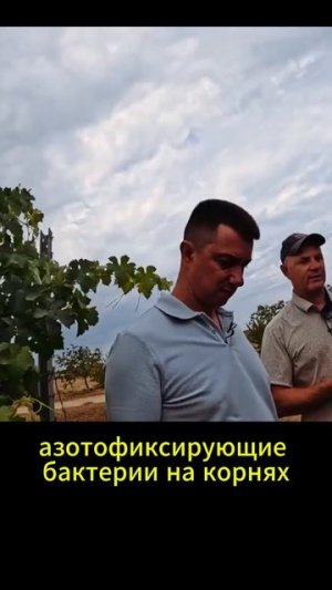 Хитрости виноградарства