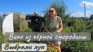 ВИНО ИЗ ЧЕРНОЙ СМОРОДИНЫ ВЫБРАЛИ ЛУК