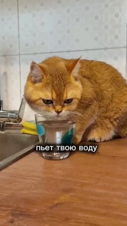 Так оно и бывает   #cat #коттоша #cute #красиваякошка #веселыекоты #кот #котики #cutecat