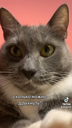 П
П
А
С
Ы
П
А
Й
С
Я