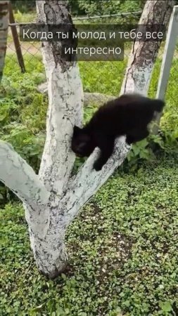Когда ты сильно молод #cat #cute #pets #funny #kucing #chillcatmusic #catcover #loficat