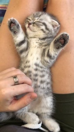sweet sleeping