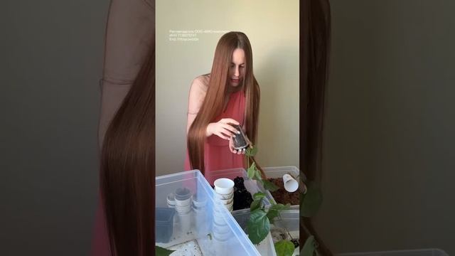 Правильная пересадка подвоев гибискусов