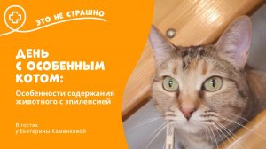 Это не страшно. День с особенным котом: особенности содержания животного с эпилепсией