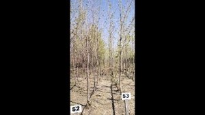 Платан кленолистный (Platanus) h 3-4 м, d 1-2 см, ком, шт и  d 2,5-3,5см, ком, шт h 4-5м, d 3,5-5см,
