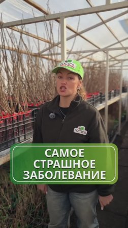 Вирус махровости смородины - неизлечимое заболевание 😱