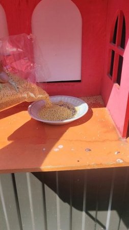 Кафе "Полёт" пользуется популярностью среди воробьёв.