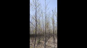 Платан кленолистный (Platanus) h 3-4 м, d 1-2 см, ком, шт и  d 2,5-3,5см, ком, шh 4-5м, d 3,5-5см, С