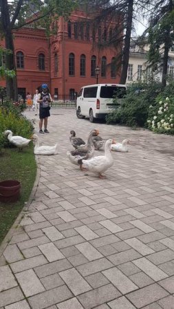 Городские гуси