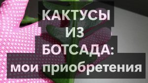 Кактусы из Ботсада РАН_Дарья Пожарова