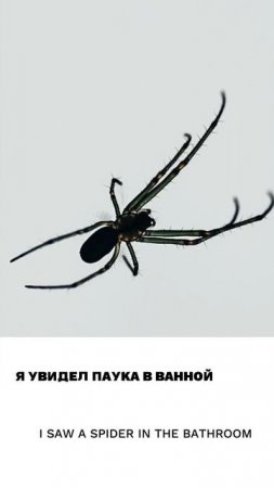 Паук