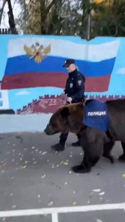 В России создадут реестр домашних животных