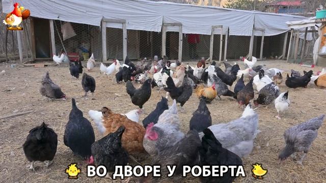 Содержание кур в домашних условиях и других птиц во дворе у Роберта 🐣🐤🦆🐔🪿🦃 (57)