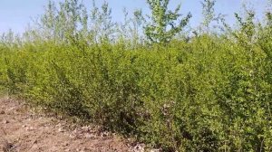 Бирючина обыкновенная (Ligustrum) h 0,9-1,3м, ком